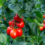 Tomatplantor med mogna tomater